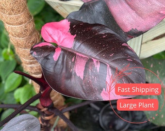 Large Philodendron Pink Princess | Philodendron Black Cherry Pink Princess Starter Planter Plant | Pink Princess Philodendron | Rare Plants