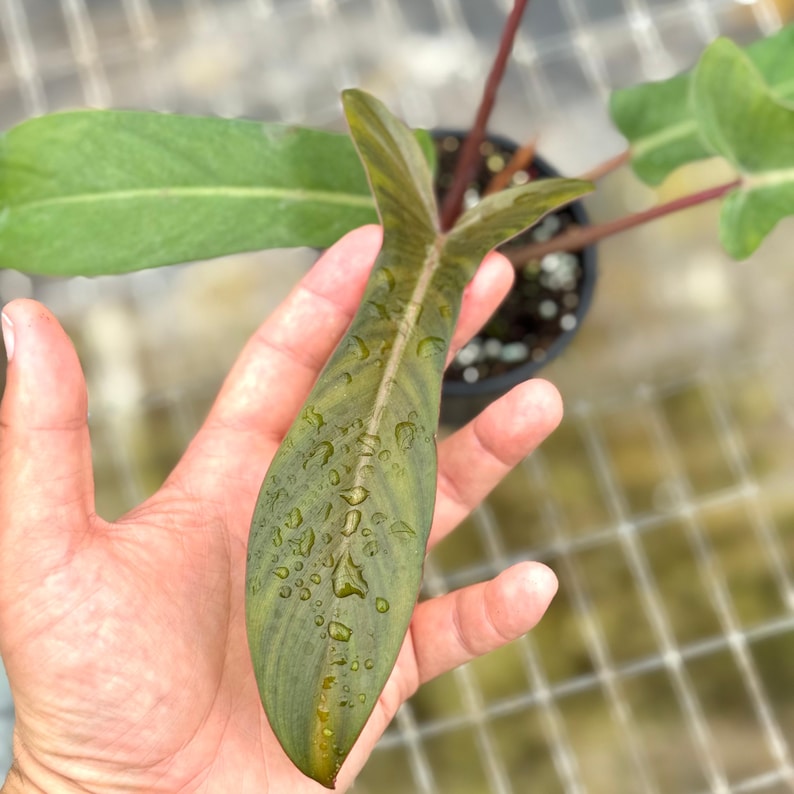 Philodendron Florida Plant - Thumbnail 2