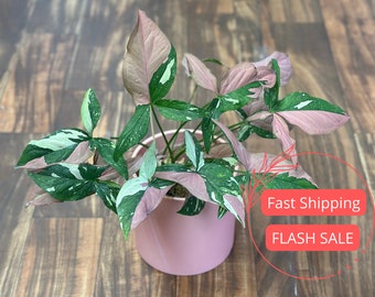 Syngonium Red Spot Tricolor Plant Large | Variegated Syngonium Tri Color Plants | Syngonium Plant | Rare Plants | Houseplants | Plant Gifts