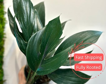 Rhaphidophora Decursiva | Dragon Tail Decursiva | Rare Rhaphidophora Plant | Monstera Dragon Tail | House Plants | Indoor Plants