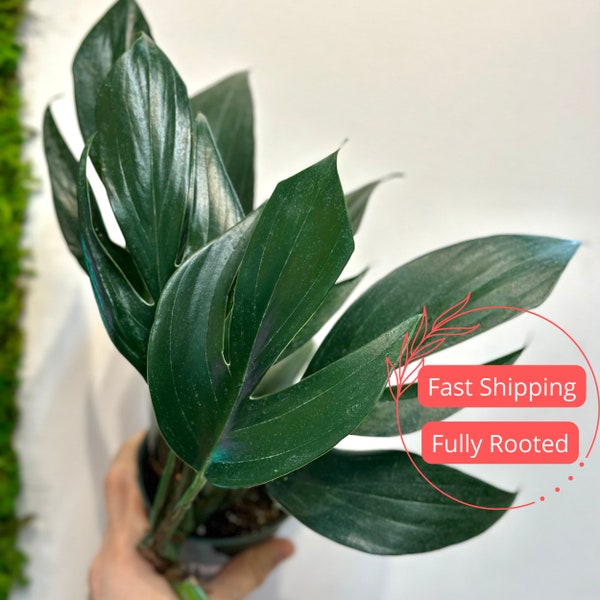 Rhaphidophora Decursiva | Dragon Tail Decursiva | Rare Rhaphidophora Plant | Monstera Dragon Tail | House Plants | Indoor Plants