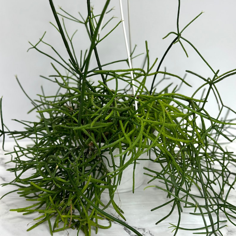 Rhipsalis Burchellii Mistletoe Cactus - Thumbnail 3