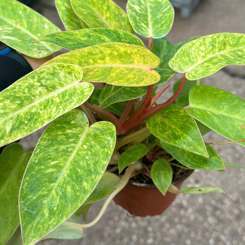 Philodendron Painted Lady