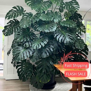 May include: A large, healthy Monstera plant with vibrant green, split-leaf foliage. The plant is in a black pot and sits in a well-lit room. The leaves have a glossy texture and are a deep shade of green. The plant is a popular choice for indoor decor.