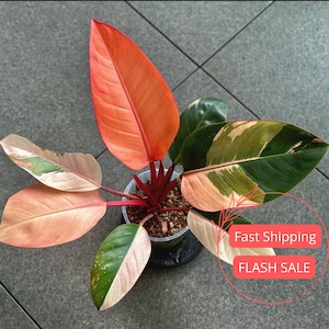May include: A Philodendron plant in a plastic pot with variegated leaves in shades of bright orange, cream, and deep green. The plant features prominent veining on the foliage and is potted in a soil mixture. Text on the image reads Fast Shipping FLASH SALE.