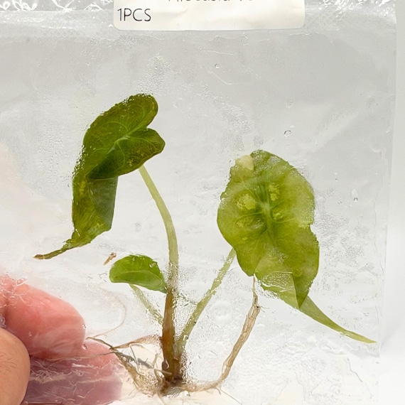 Alocasia Venom Tissue Culture Plant | Alocasia Venom Roots