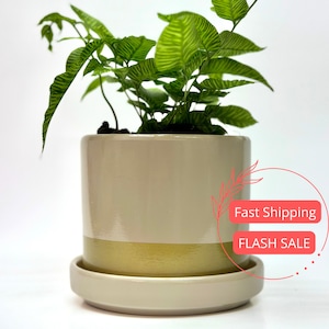 May include: A green leafy plant in a white and yellow ceramic pot with a matching saucer. The pot has a white top and a yellow bottom. The plant is in a white background.