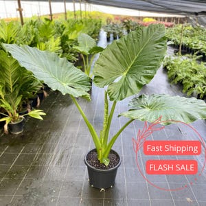 Alocasia Calidora - Etsy