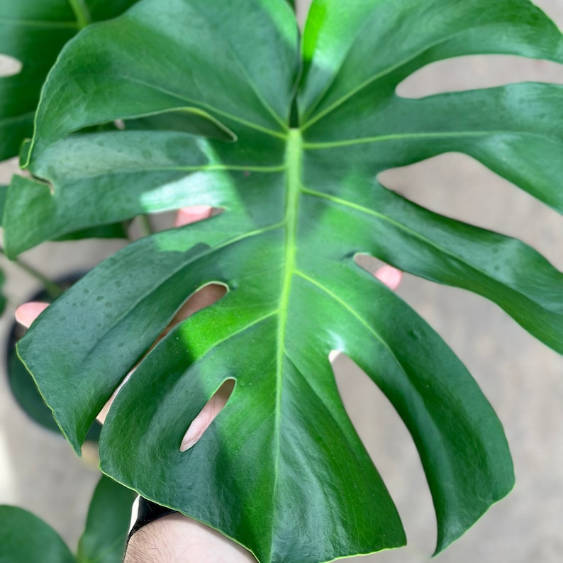 May include: Close-up of a vibrant green Monstera deliciosa leaf. The leaf has several natural holes and prominent veins, with a glossy texture. The plant is a popular houseplant known for its unique foliage.