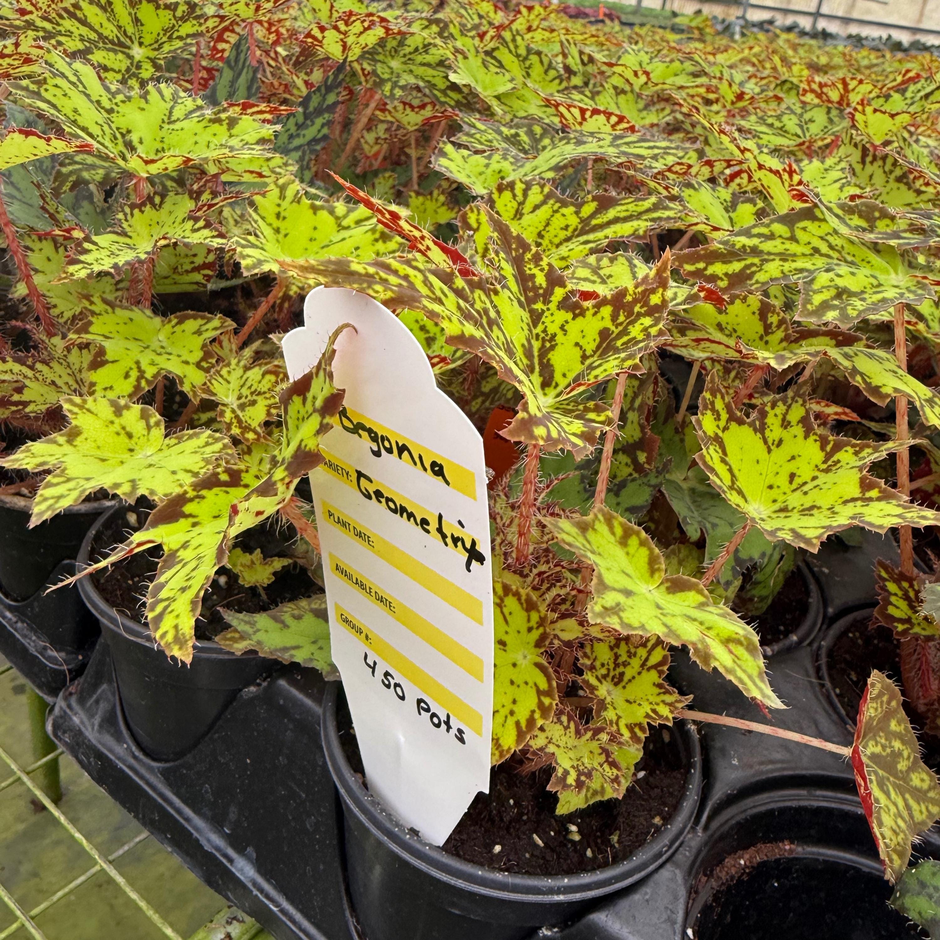 Begonia Geometry Live Plant | Mature Begonias Rex Indoor | Variegated ...
