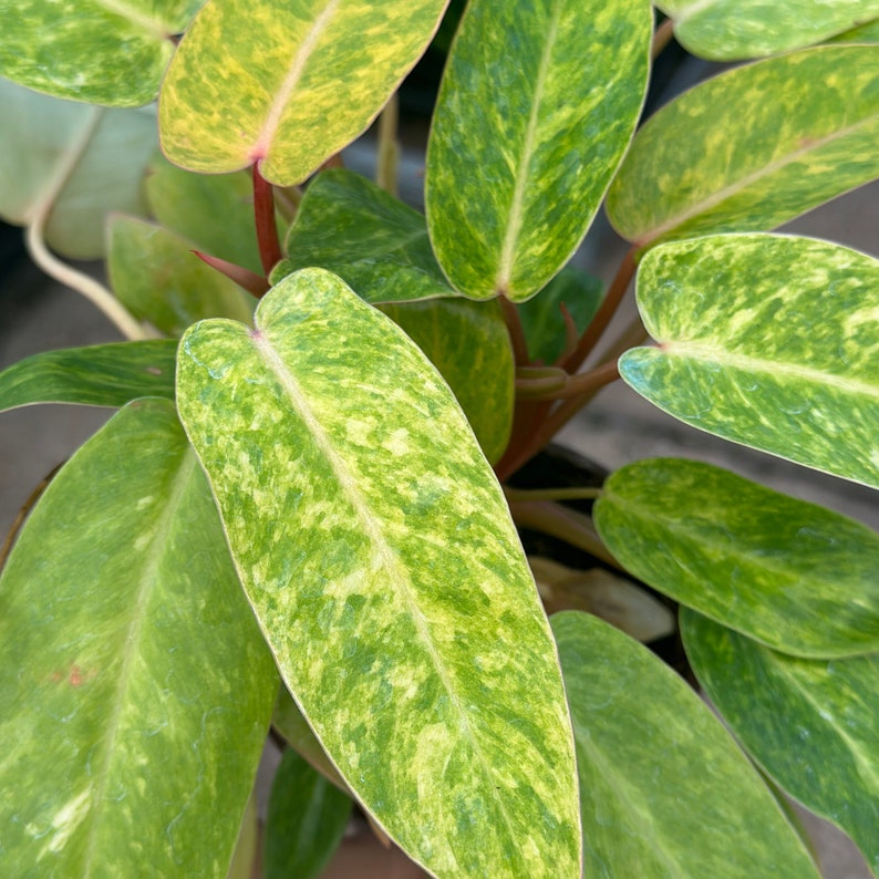 Philodendron Painted Lady - Thumbnail 2