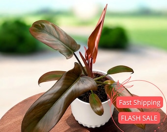 Philodendron Florida Bronze Live Plant | Rare Philodendron Plants SALE | Variegated Cuttings | Leafy Indoor Houseplants Outdoor Garden Gift
