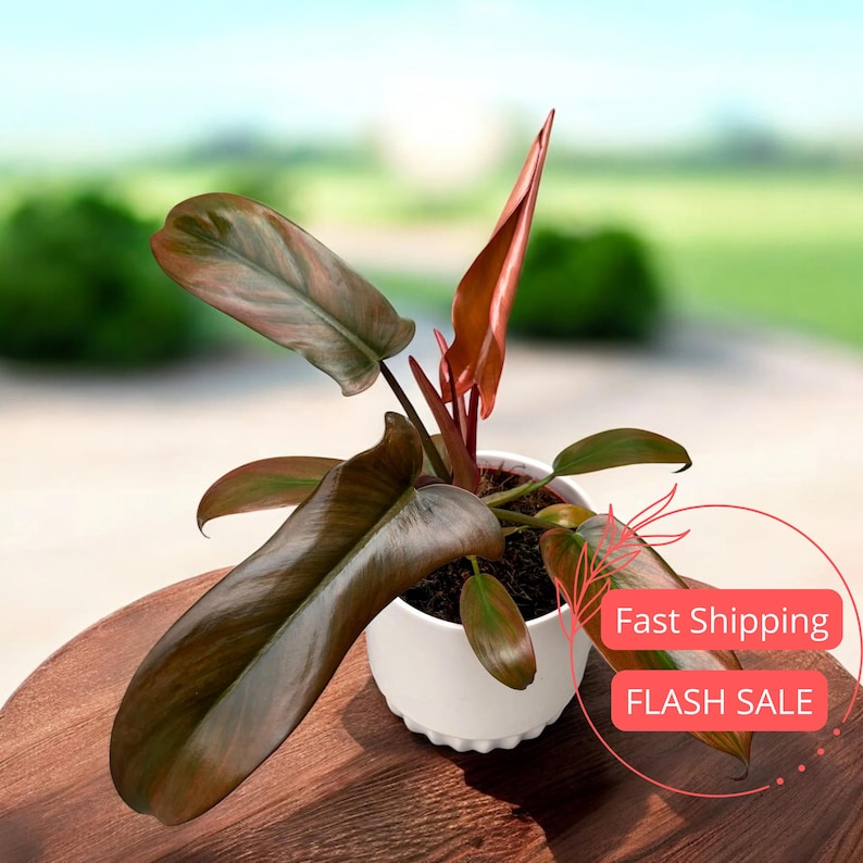Philodendron Florida Plant