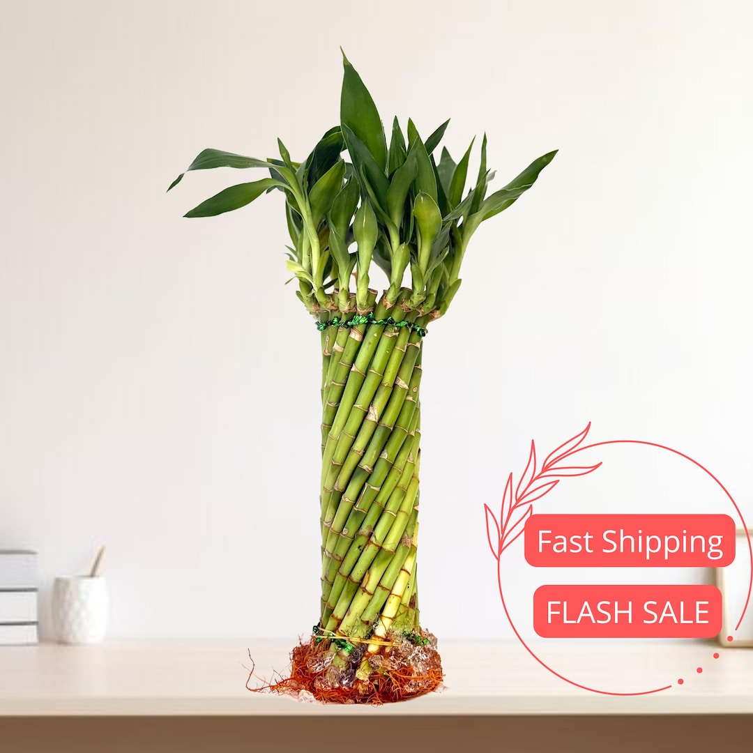 Hurricane Lucky Bamboo Plant Live | Hurricane Bamboo Live Plants | Dracaena  Sanderiana | Chinese Bamboo | Money Plant | Bamboo Gifts - Etsy