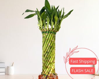 Hurricane Lucky Bamboo Plant Live | Hurricane Bamboo Live Plants | Dracaena Sanderiana | Chinese Bamboo | Money Plant | Bamboo Gifts