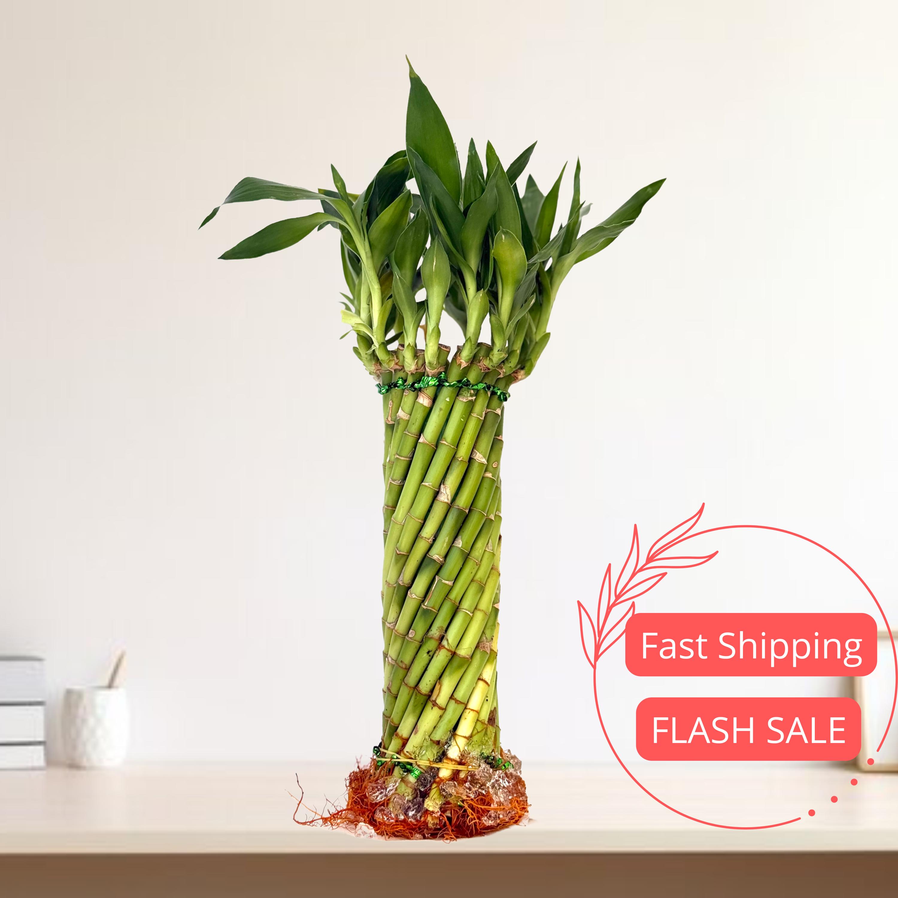 Hurricane Lucky Bamboo Plant Live | Hurricane Bamboo Live Plants | Dracaena  Sanderiana | Chinese Bamboo | Money Plant | Bamboo Gifts - Etsy