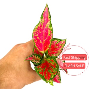 Aglaonema Red Angel Plant Large | Aglaonema Red Starter Plants | Beautiful Aglaonema Plants | House Plants Gifts | Indoor Houseplants