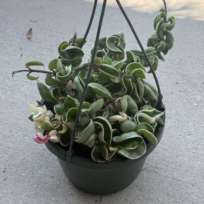 Puede incluir: Una planta Hoya carnosa compacta con hojas variegadas, rizadas, cerosas, de color verde y crema en una maceta colgante de pl&aacute;stico verde oscuro. La planta presenta un follaje grueso y retorcido y un peque&ntilde;o racimo de flores de color rosa p&aacute;lido y blanco.