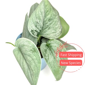 Scindapsus Sooo™ Silver | Newly Cultivated Scindapsus Sooo Silver Indoor Houseplant | Live Houseplants | Plant Gifts | Silver Scindapsus