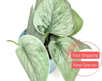 Scindapsus Sooo™ Silver | Newly Cultivated Scindapsus Sooo Silver Indoor Houseplant | Live Houseplants | Plant Gifts | Silver Scindapsus