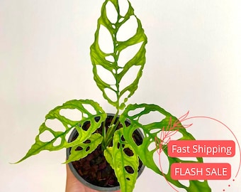 May include: A potted Swiss cheese plant, also known as Monstera adansonii, with vibrant green leaves. The leaves have distinctive holes, giving it a unique appearance. The plant is in a dark gray pot, set against a white background.