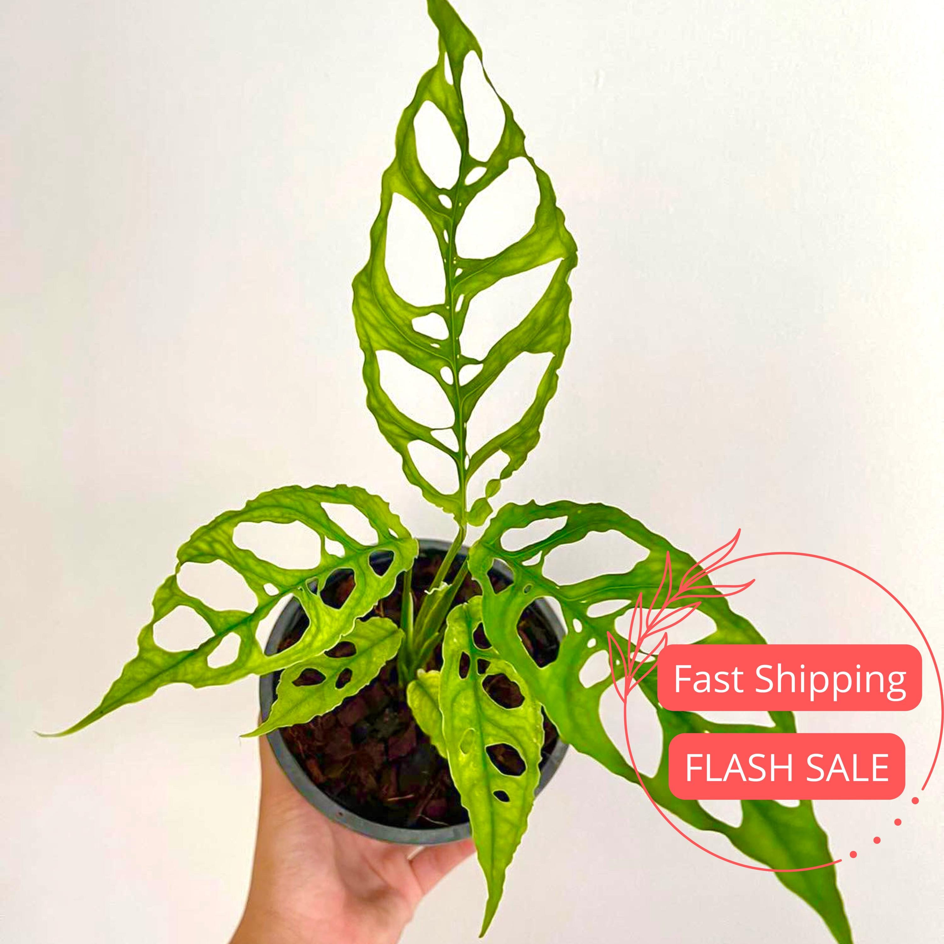 Monstera Obliqua Peru Live Plant | Peru Monstera Plants SALE | Rare Split  Leaf House Plants | Houseplants for Indoor Outdoor Garden Gifts - Etsy
