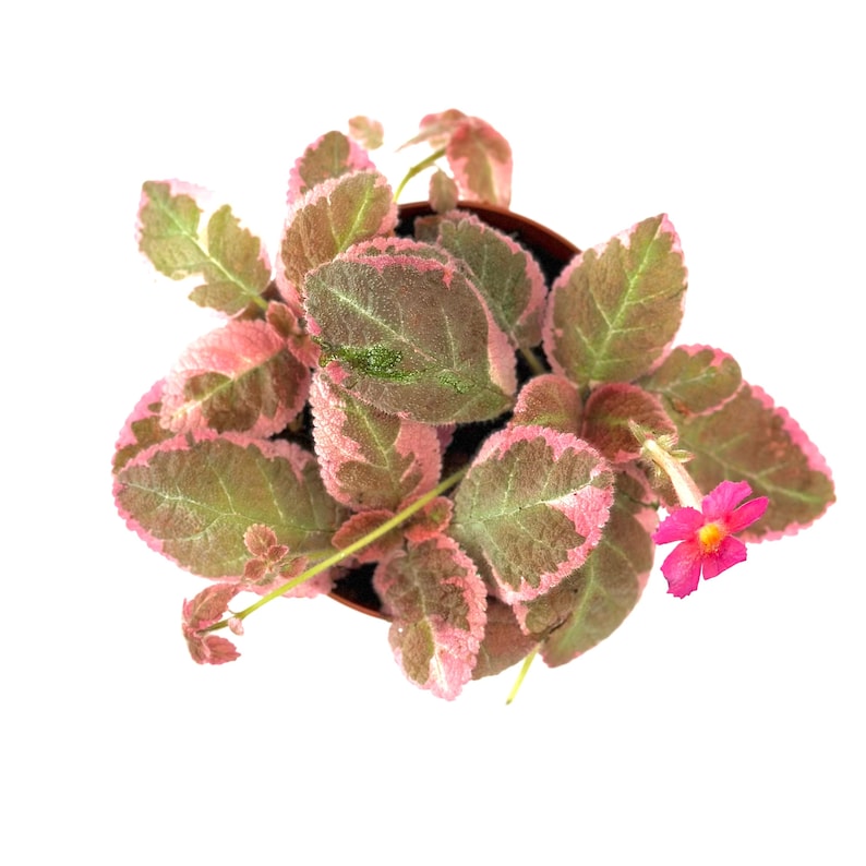 Assorted Episcia Live Plant Assorted Episcia Starter House Plants Fully