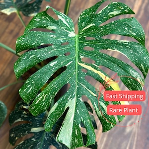 Monstera Thai Constellation Large | Variegated Thai Constellation Monstera Plants  | Fully Rooted Monstera Plant | Rare Plants | Albo