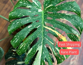 Monstera Thai Constellation Large | Variegated Thai Constellation Monstera Plants  | Fully Rooted Monstera Plant | Rare Plants | Albo