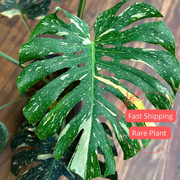 Monstera Thai Constellation Large | Variegated Thai Constellation Monstera Plants  | Fully Rooted Monstera Plant | Rare Plants | Albo