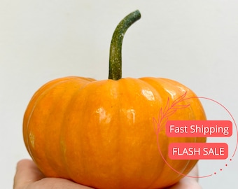 Small Live Baby Pumpkin | Halloween Pumpkin Decor | Live Pumpkin Plant | Halloween Plants | Small Pumpkins | Pumpkin Plants