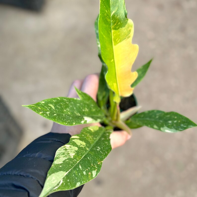 May include: A small potted plant with green and yellow variegated leaves. The plant has a single stem and multiple leaves.