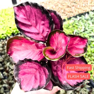 Calathea Crimson - Etsy