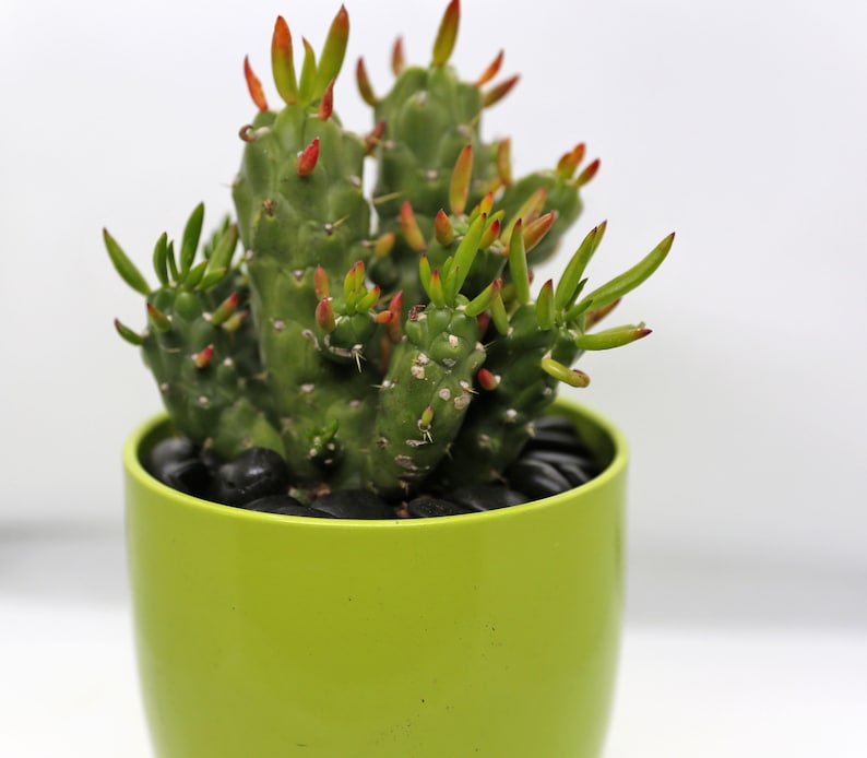Eve\u2019s Pin Cactus in Green Ceramic Planter