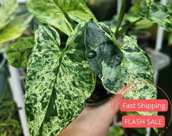 Syngonium Mojito Live Plant | Syngonium Mojito Starter Plants | House Plants Live for Beginner | Rare Arrowhead Plants | Plant Lover Gifts
