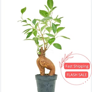 May include: A small bonsai tree in a black pot. The tree has bright green leaves and a thick, brown trunk. The trunk has a unique shape, resembling a human form. The plant is set against a white background.