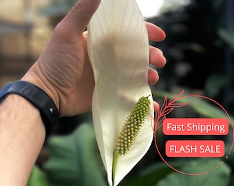 Spathiphyllum Peace Lily Plant | Spathos Peace Lily Starter Plant | Rooted Plants | Indoor Houseplants | Plant Cuttings | Plant Gift