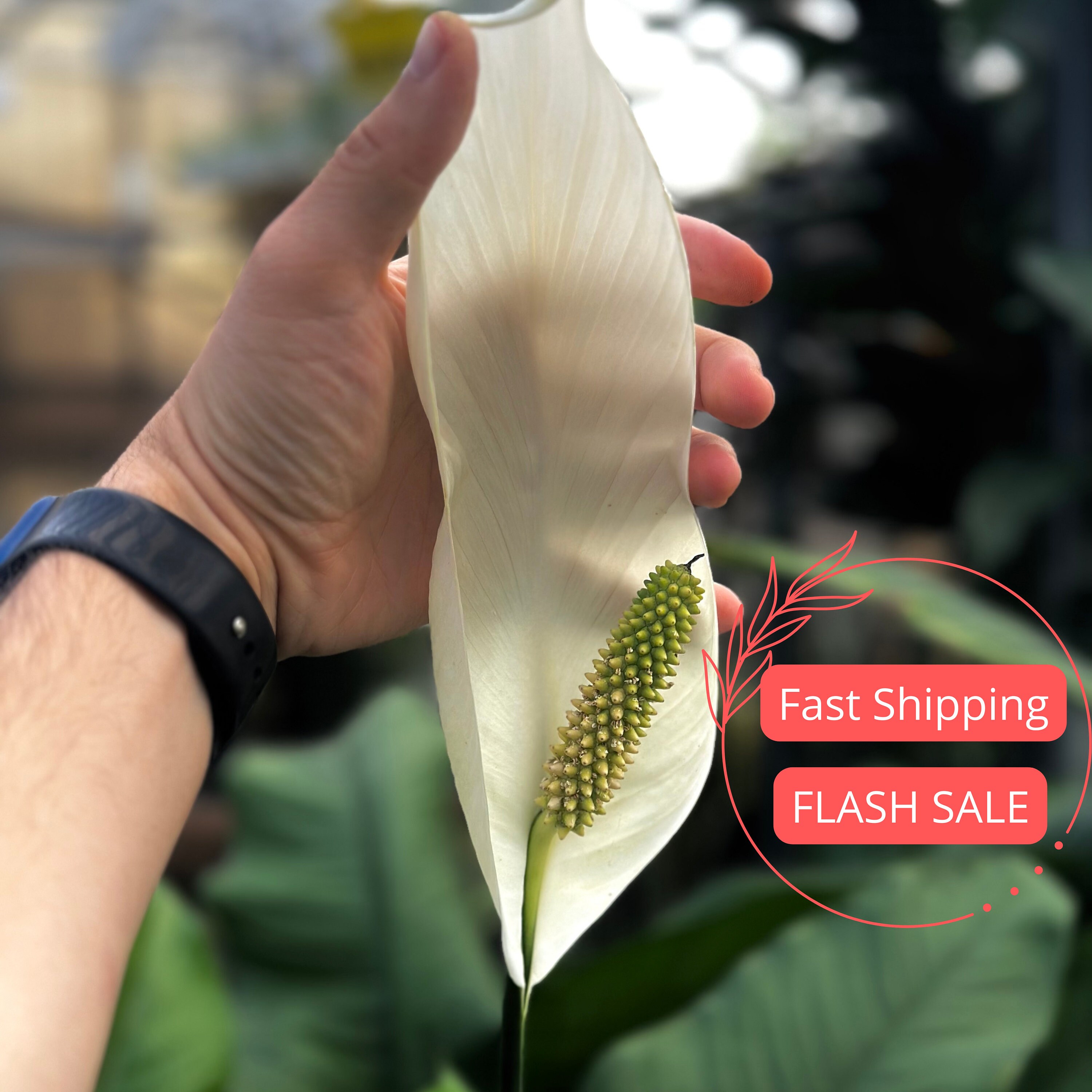 Peace lily 2024 for sale