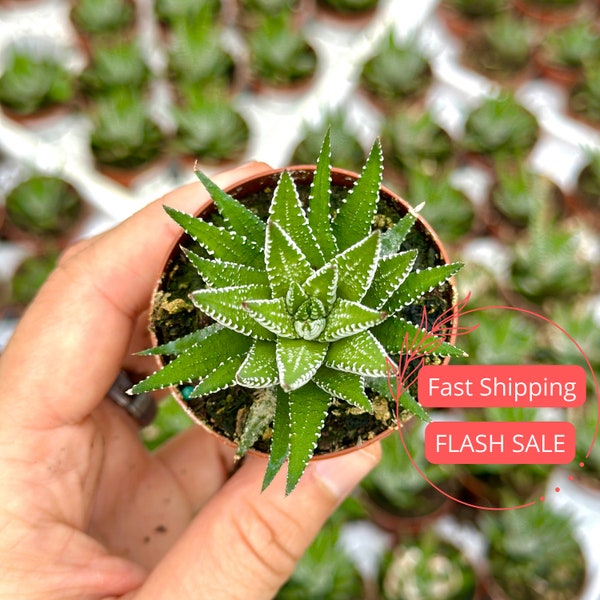 Zebra Succulent Plant Cutting | Haworthia Fasciata Zebra Plant | Easy Care Succulent Plants | Succulent Gifts for Beginners | Starter Plants