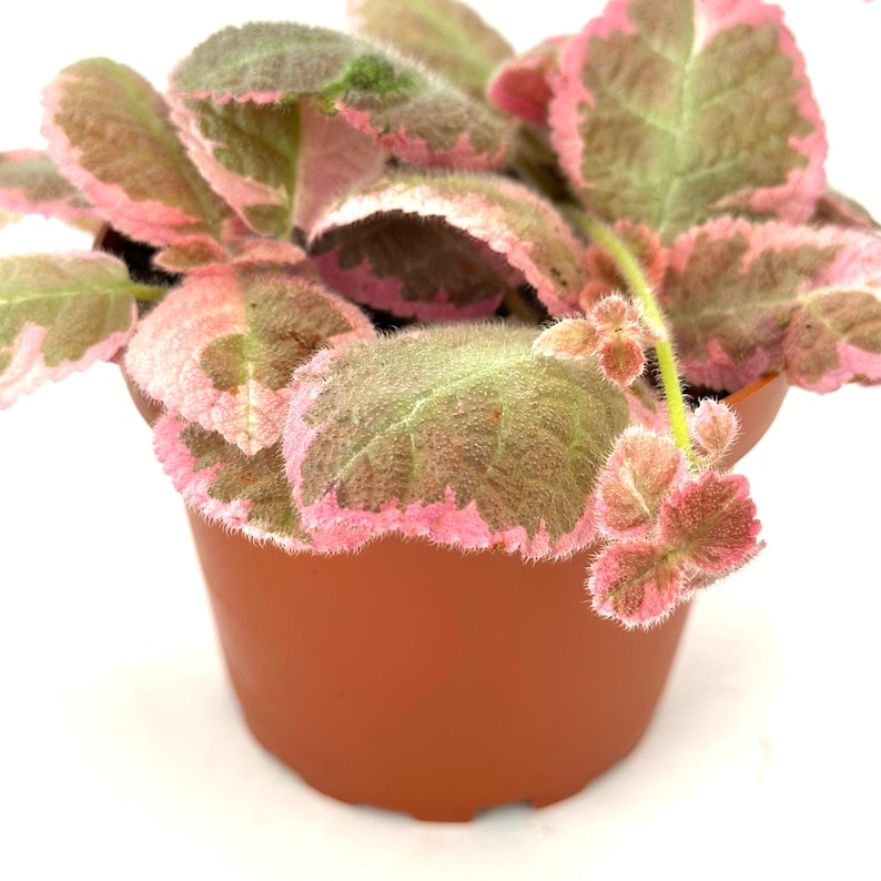 Assorted Episcia Live Plant Assorted Episcia Starter House Plants Fully