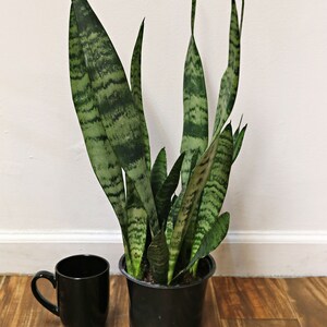 Silver Queen Snake Plant 6 Sansevieria Silver Queen Mother in Law’s