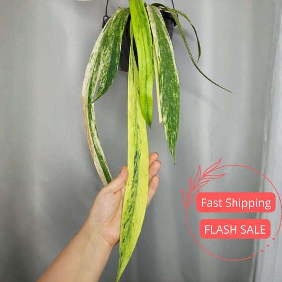 Anthurium Vittarifolium Variegated Tissue Culture Plant