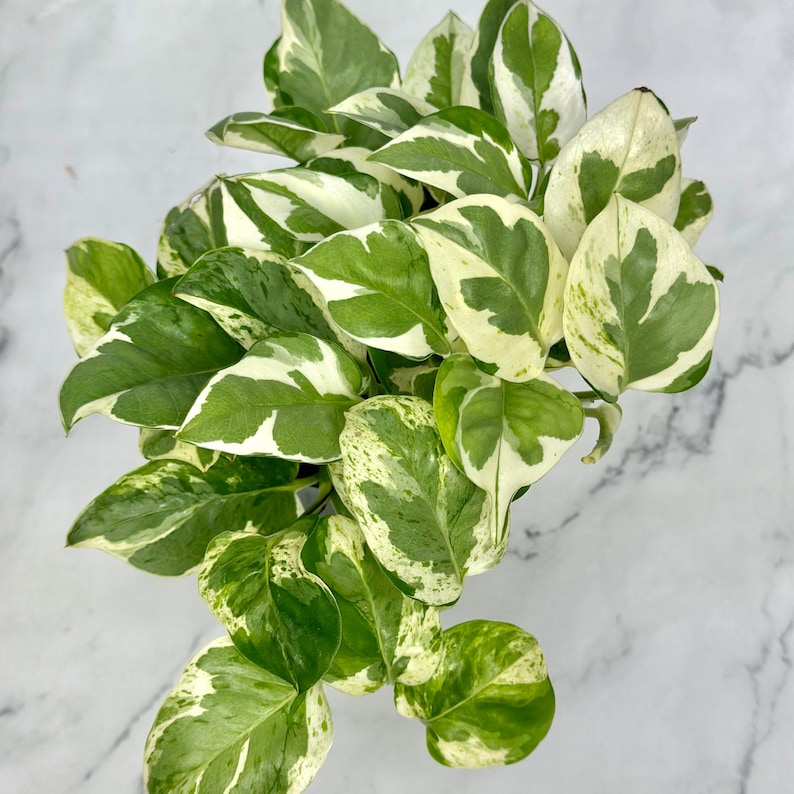 NYCitySucculents Pothos N'joy - Thumbnail 3