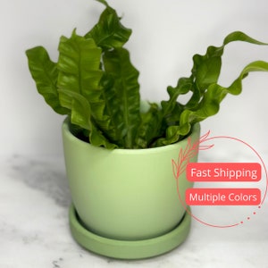May include: A green potted plant with curly green leaves. The plant is in a light green ceramic pot with a matching saucer.