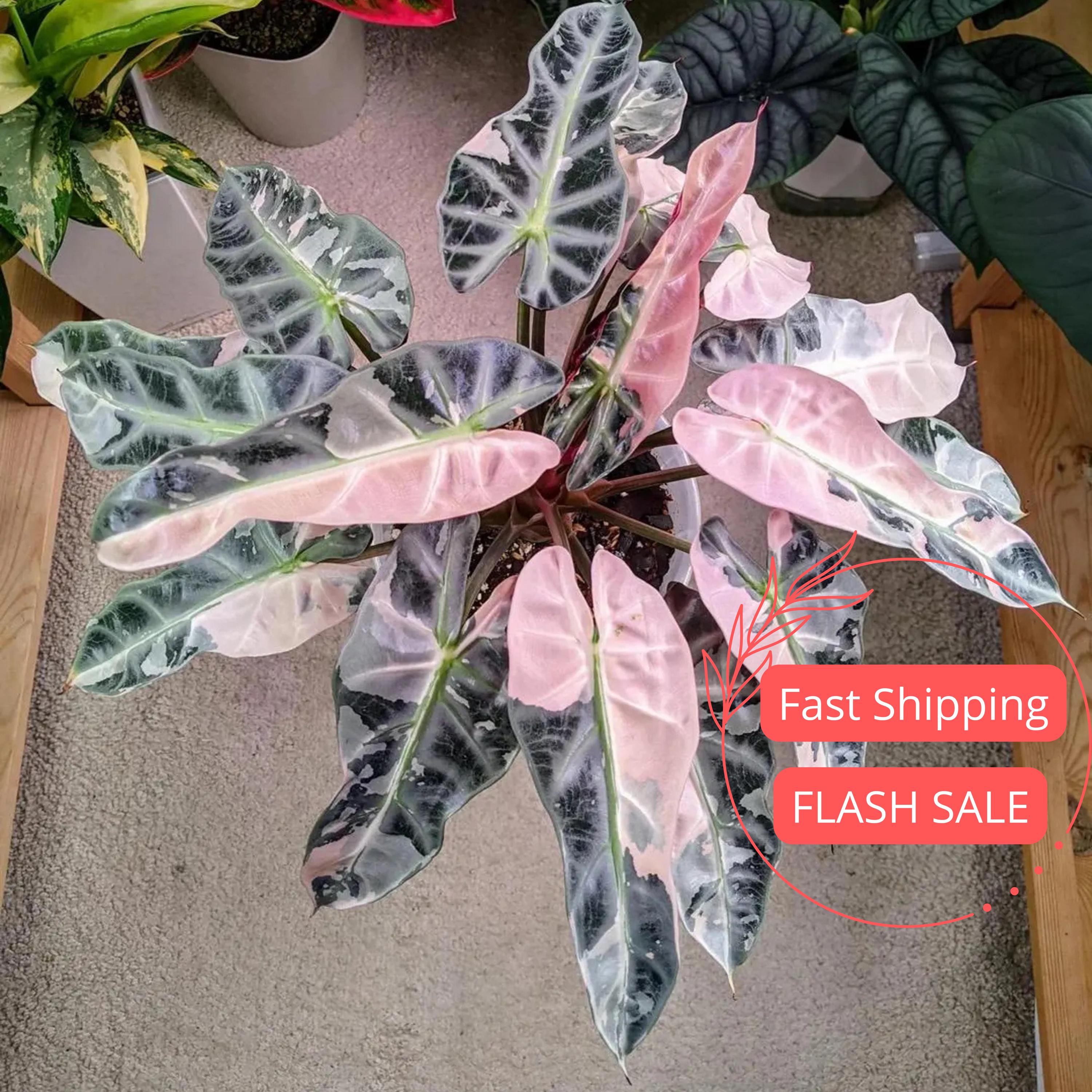 Alocasia Pink Bambino Live Plant SALE | Alocasia Corm Bambino Pink