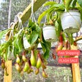 Nepenthes Alata Large Pitcher Plant | Nepenthes Alata Live Starter Plant | Rare Indoor Pitcher Plant Gift | Carnivorous Plants | Bug Eating
