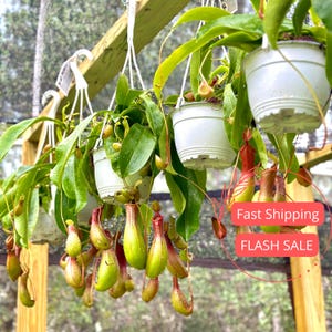 Nepenthes Alata Large Pitcher Plant | Nepenthes Alata Live Starter Plant | Rare Indoor Pitcher Plant Gift | Carnivorous Plants | Bug Eating