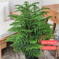 Norfolk Island Pine Live Plant | Trees House Plants | Christmas Houseplants | Christmas Decorations Houseplant | Home Decor Seeds Gifts