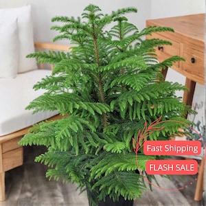 Pine Tree Cactus - Etsy