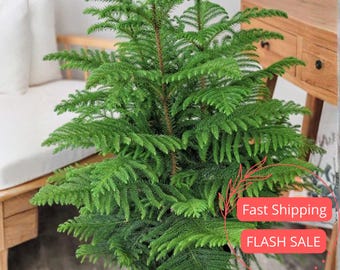 Norfolk Island Pine Live Plant | Trees House Plants | Christmas Houseplants | Christmas Decorations Houseplant | Home Decor Seeds Gifts